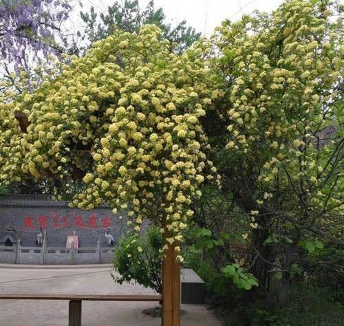 院子再小也要养棵它,开花美艳大方,香气浓郁清新,邻居看了羡慕