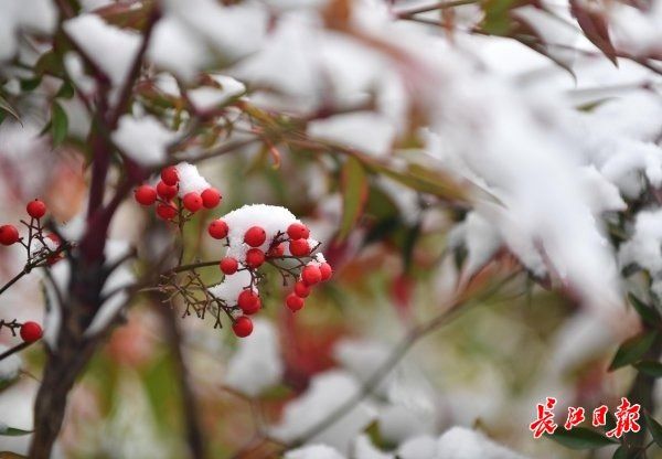 行摄武汉|雨雪中，寒梅傲然绽放 | 寒梅