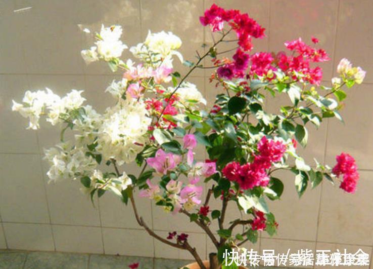多元素|三角梅开花很简单,1种肥料常年用,叶片不发黄,四季花开不停!