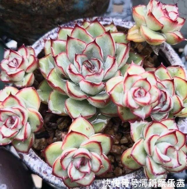 养护|路上遇这“三种花”马上挖回家,遇水易疯长,古代大户人家最爱养