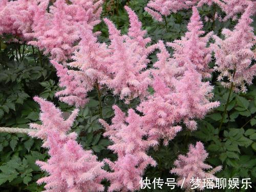 漂亮|此花开花漂亮,好养又浪漫,养一盆年年有花赏