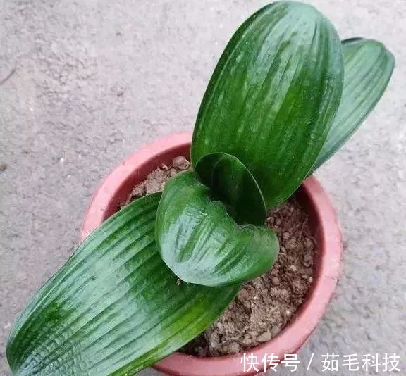 非洲菊|这些花草不要往叶面上喷水，否则只剩下花盆