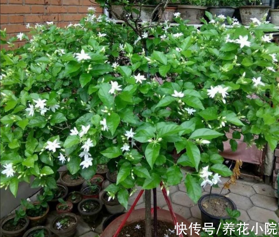 植株|家里养5种花，冬天剪一剪，来年长得旺，开花多