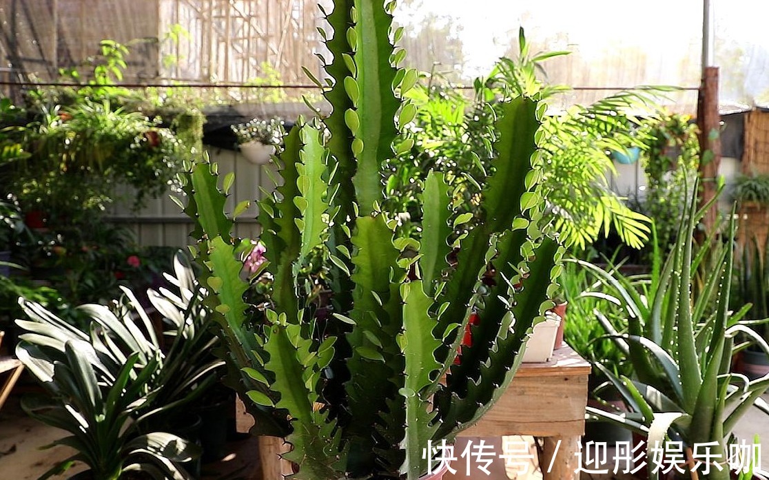 客厅养花就选几种,枝叶繁茂,镇宅又好看