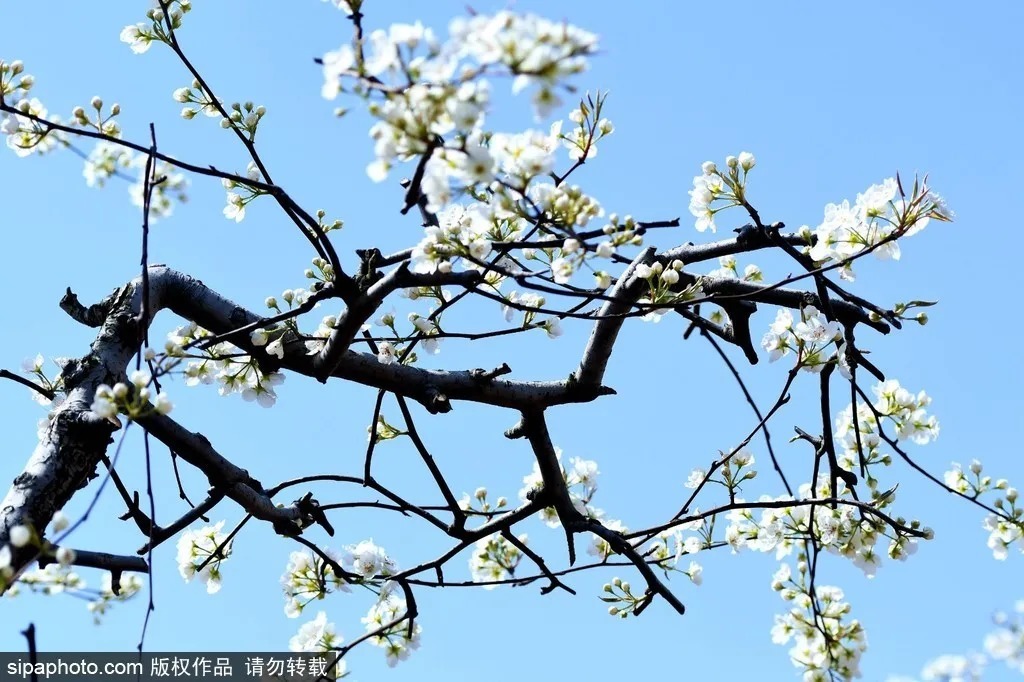 京城赏花！北京这几个地方梨花已开！花期不等人，快快约起来！