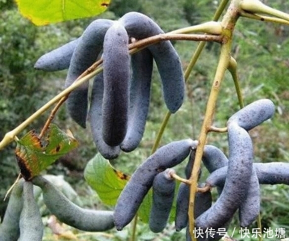 图片来源网络|这种野果在农村看到都没人摘,营养极高在城里一斤能卖30元