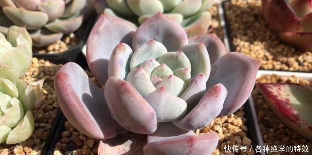 羞红|秋风轻吻,多肉,羞红了脸颊