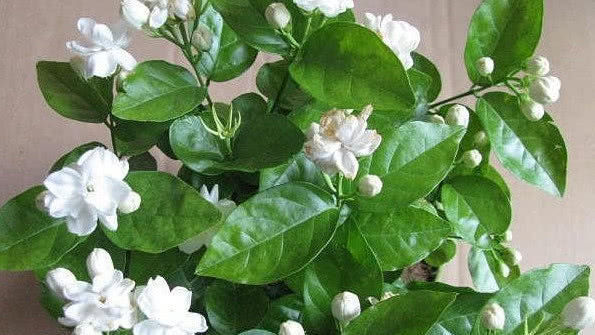 在家养护茉莉花,需要注意这几点,避免黄叶不开花