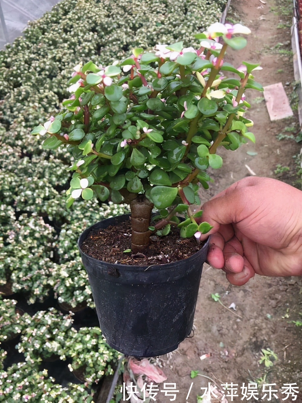 修剪|金枝玉叶总是养不活,那是你方法不对,这6种方法一定要学会