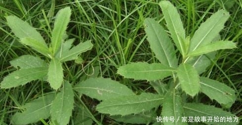 农村一种扎手的野草是天然“创可贴”，农民有点外伤就用它治疗
