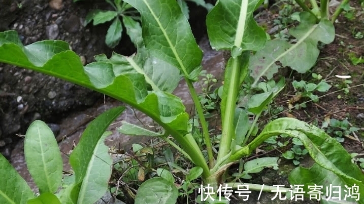 野草|一种野草人称“救命王”，它样子像极“菠菜”，价值珍贵得重视