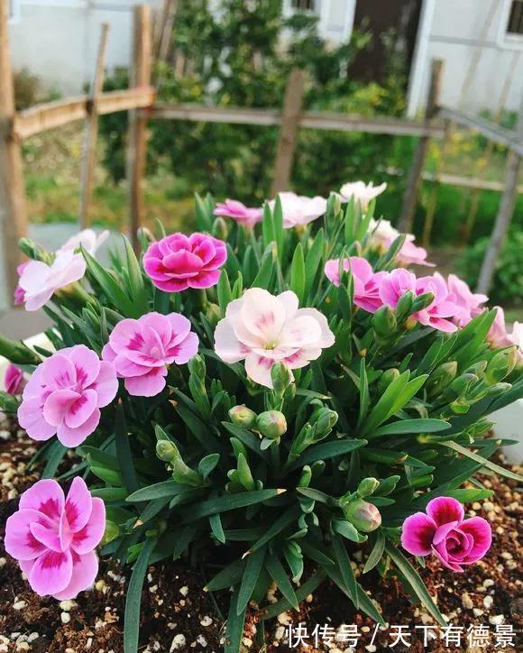 牡丹花|4种“富贵花”,南方养不好,北方能养几十年,爆成花树