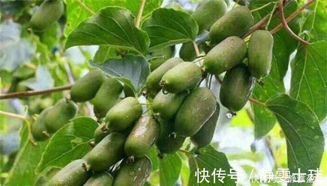 盆花|少养两盆花，院子也要种这种果树，沾土就活，甜味不输橙子