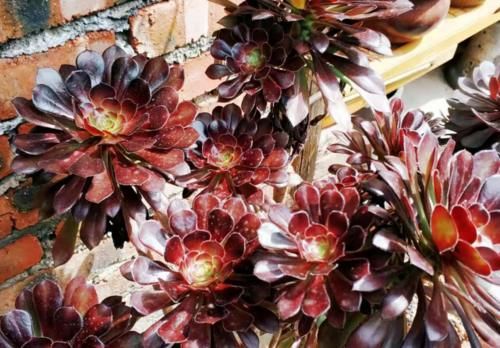 多肉黑法师能在卧室养吗？当然不行，它甚至都不适合放在室内养护