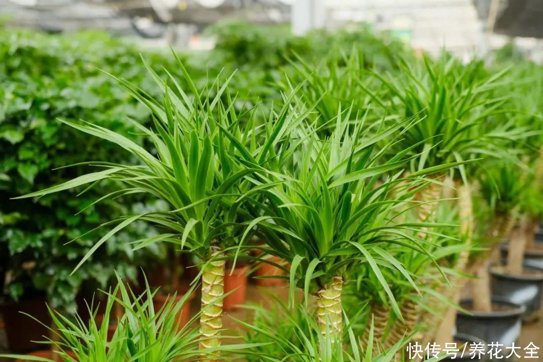  恩州养花者|门口种了富贵竹，长到3米高，路过的都站着看