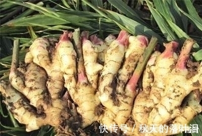 生姜|生姜与此物一起煮,喉咙不痛,咳嗽少了,家里老人小孩都可以试试