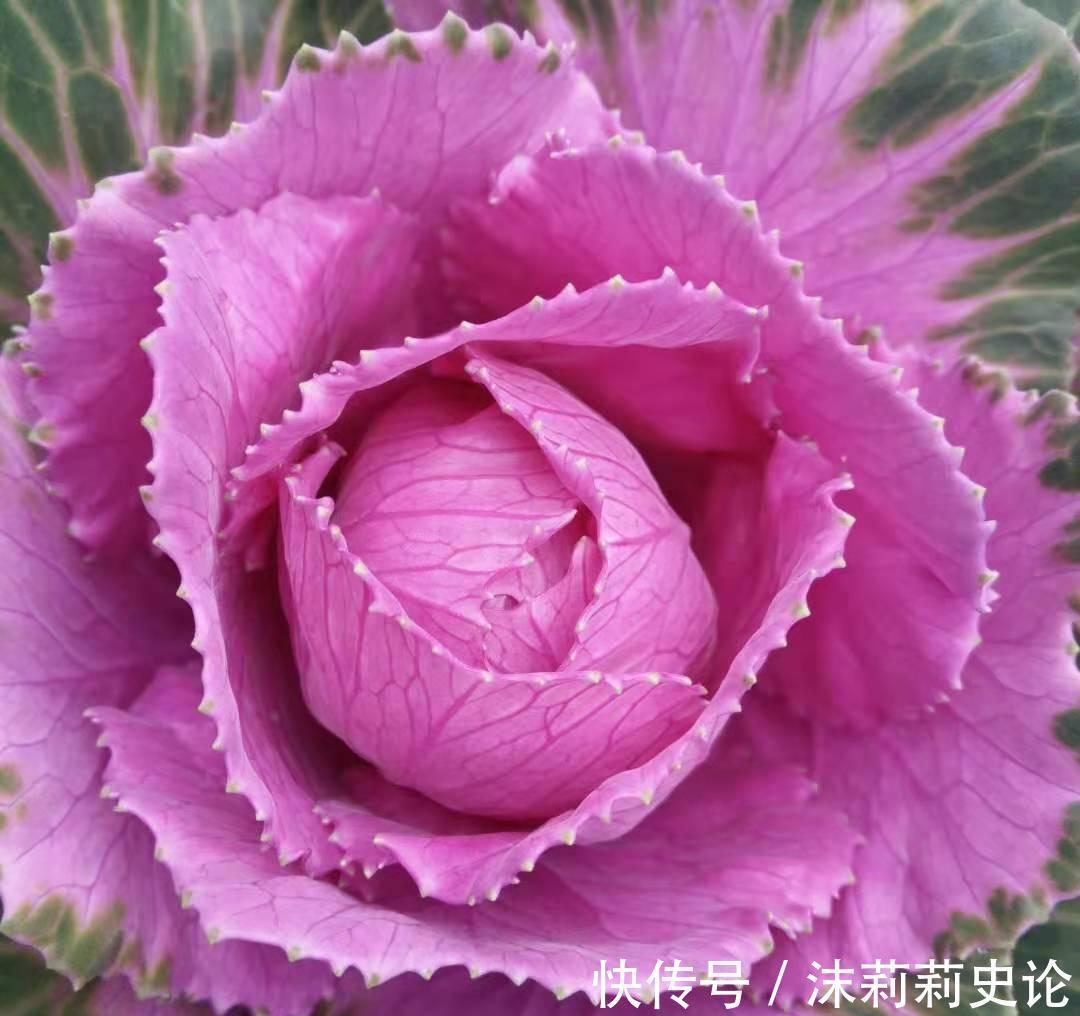 藏红花|雨雪天冻不死的8种花,越冷越开花,冬天养一盆,喜庆又漂亮