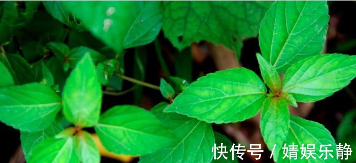 清热解毒|女人常吃以下3种野菜，清热解毒、美容祛湿，还能提高免疫力