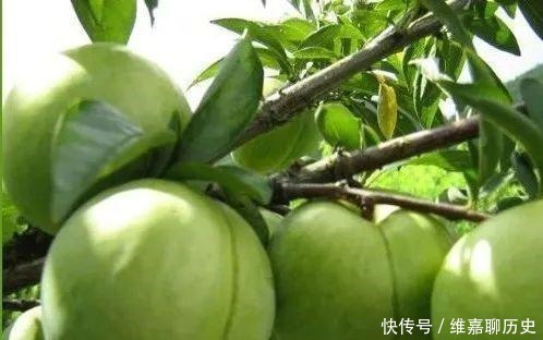 陈国齐|原创作者陈国齐|“拿破仑”先生