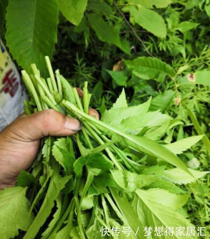 那个年代|30年前人们的“救命菜”，如今沦为猪草，却不知是一种高端野菜