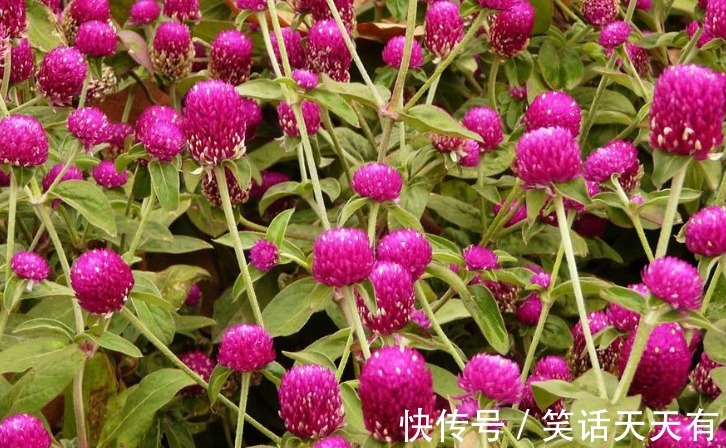 养花总是不开花，试试养这些小花，保你朵朵开花爆盆，懒人一样养