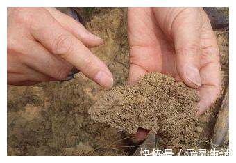 盆栽|从养花高手那儿偷学两个小方法,我彻底解决了盆栽土壤板结