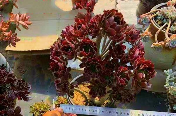 12种值得珍藏的多肉,越老越美丽,养成老桩才值钱