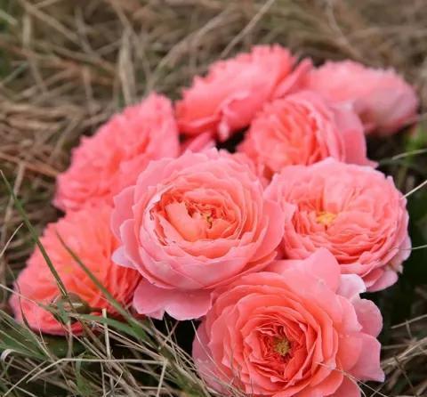 千万注意，南方不适合种藤本月季，选择夏日花火，才能开满花