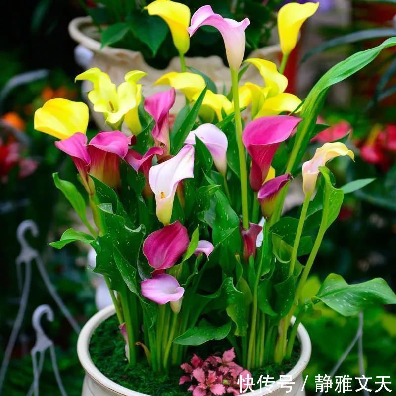 4种有害的花不能放客厅,家有老人小孩要注意,赶紧清理掉