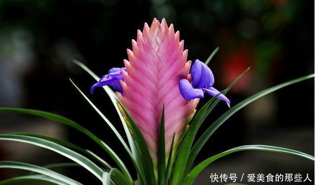 真正超长待机的花草排名,选一盆养家里,花期长,天天都能赏春天