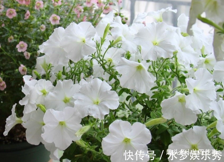 5种花夏天要休眠,养好精神补足体力,天凉开枝散叶,积极开花