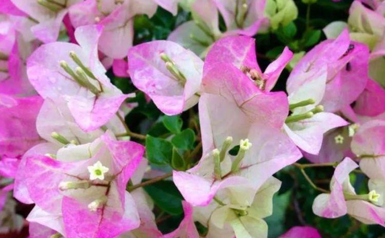 4种花养家里，好打理，易爆盆，花开不断，还能旺财
