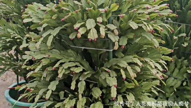 嫁接蟹爪兰长成大树太漂亮,手把手教给你,新手也养得好