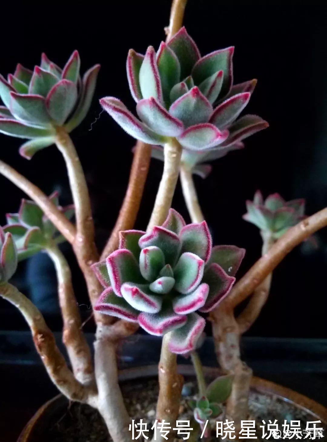 秋天买多肉,认准这点,长得胖嘟嘟窜出一圈小芽!