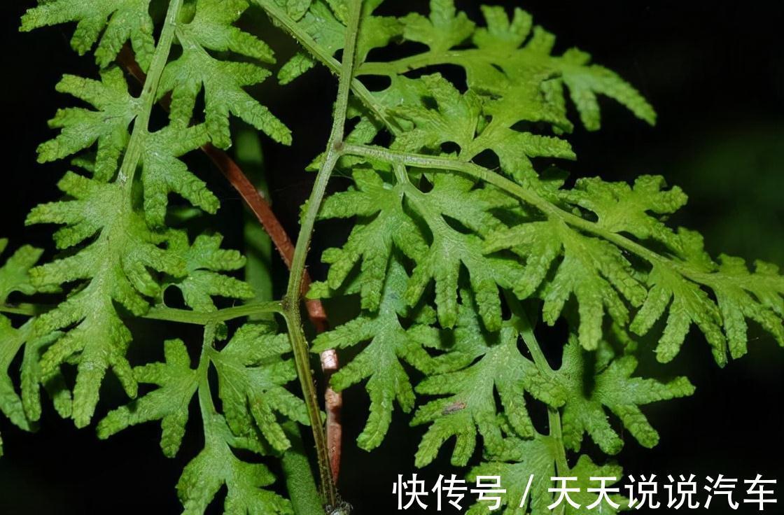 金粉草|山上杂草,看着不起眼,如今成为治疗金粉草,很珍贵