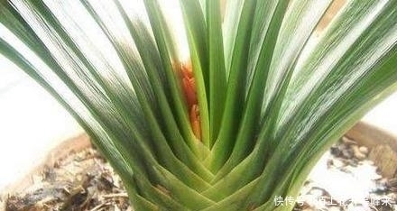 新手养君子兰最常见的夹箭问题,只要用这个小绝招,轻松就解决