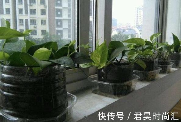 居家自制肥:别光盯着淘米水了,用它们做花肥,营养价值更高