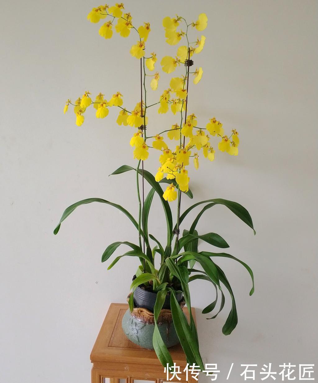 磷酸二氢钾|4种花“专挑”冬天开,10月买回家,养2个月就开花了