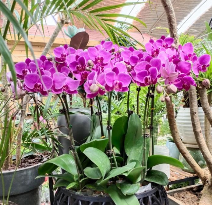 养蝴蝶兰,花谢后按这要求操作,开花就不是“一次性的”