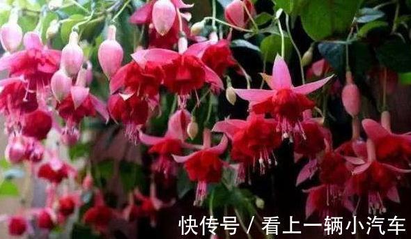 冬季阳台养3种花,花期长,花朵大,数量多,轻松开爆盆