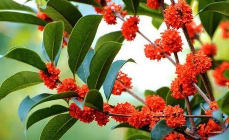 3款花又美又香,花朵超漂亮,一年开花多次,养护容易,值得拥有