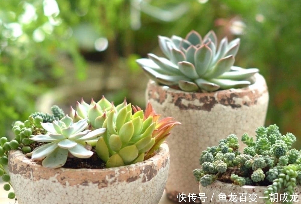 多肉植物|多肉就是要“懒养”,记住8个字,长成大胖子,又肥又美