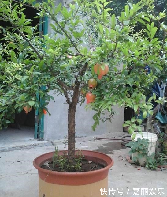 盆栽石榴如何修剪1个修剪小技巧,株型美如盆景,果子多又大