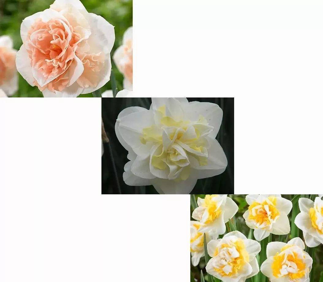 这花真能开,4个球开出28朵花,一颗就能开爆盆!