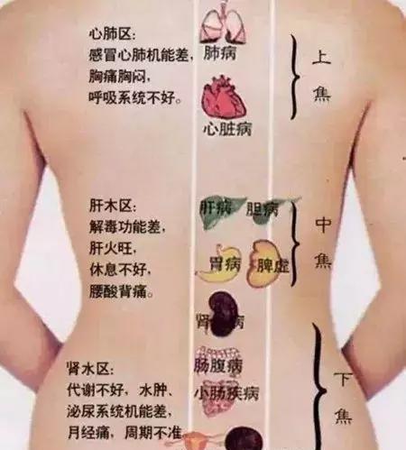 膀胱|搞懂了人体的“三焦”,所有疑难杂症,都可迎刃而解,建议收藏!