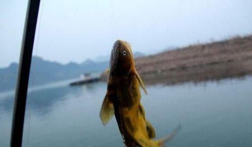 钩体|蚯蚓钓鱼使用小技巧,让钓鱼爱好者少走弯路