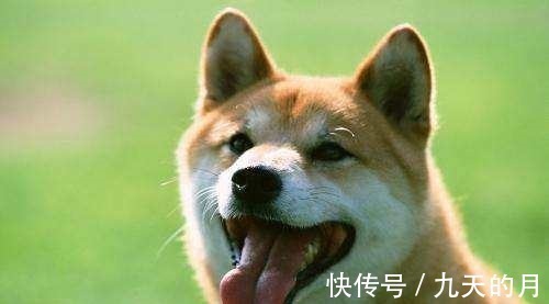 上古五帝#神话传说中的三只神犬,其中一只娶了皇帝的女儿,哮天犬难以上榜!