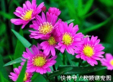 喜欢菊花,不如养“传统名菊”兼六香菊,叶大肥厚,花姿独特