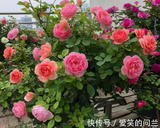 浇水|夏季月季开花“又小又丑”?别害怕,因为它在夏季需要这样做