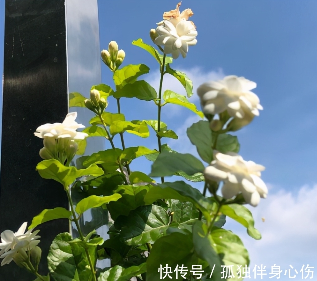 四喜|好养的花卉就是茉莉花，但是想要夏季开不停，要做好四喜一勤